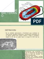 Nucleoide bacteriano: estructura y composición