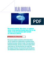 The Ocean Sunfish, Mola Mola, or Common