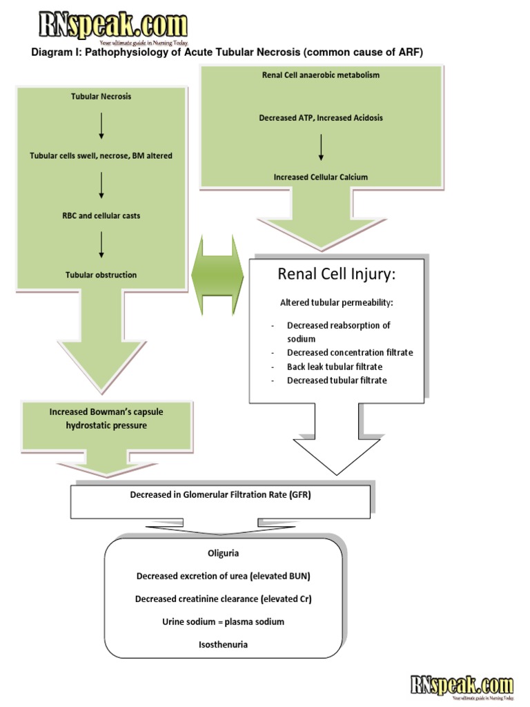 Pathophysiology of Acute Tubular Necrosis | PDF