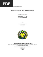 Download Pengenalan jenis ikan dan identifikasi by Muhammad Fadli SN279098944 doc pdf