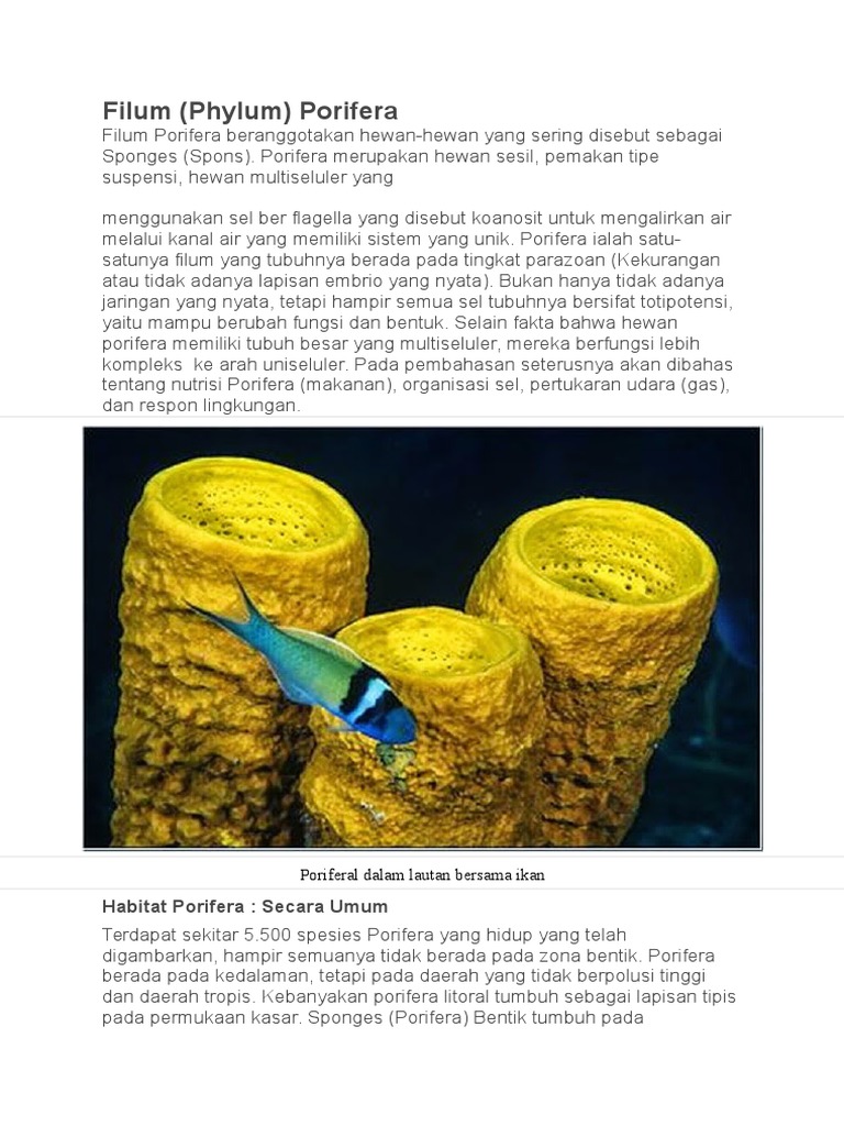 93 Gambar Hewan Filum Porifera HD Terbaru