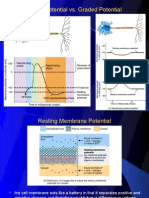 Action Potential vs. Graded Potential