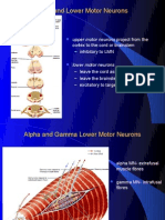 Upper and Lower Motor Neurons