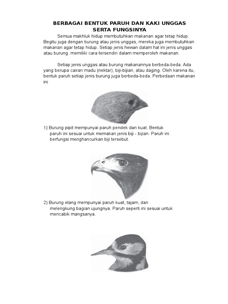 440 Koleksi Gambar Kaki Unggas HD Terbaik