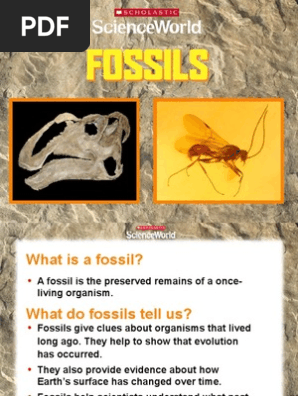 Sw Powerpoint Fossils