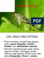 Ordo Mencptera Entomologi