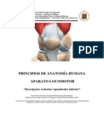 Anatomia Descripcion Articular y Apendicular Inferior