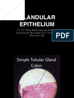 Glandular Epithelium