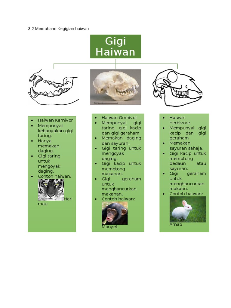 Kegigian Haiwan