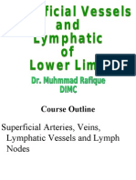 Superficial Vessels, Lymph Nodes, Lympatic Vessels of Lower Limb
