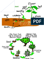 Ciclo Plantas en Inglés