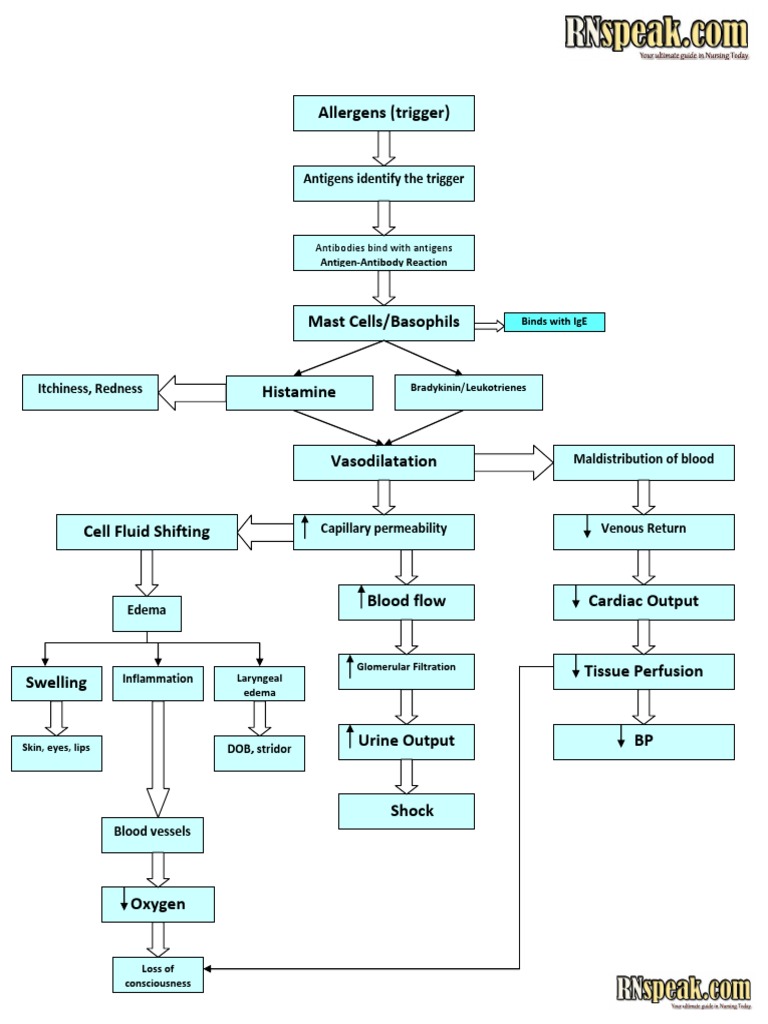 Anaphylactic Shock Pathophysiology Shock Circulatory Edema