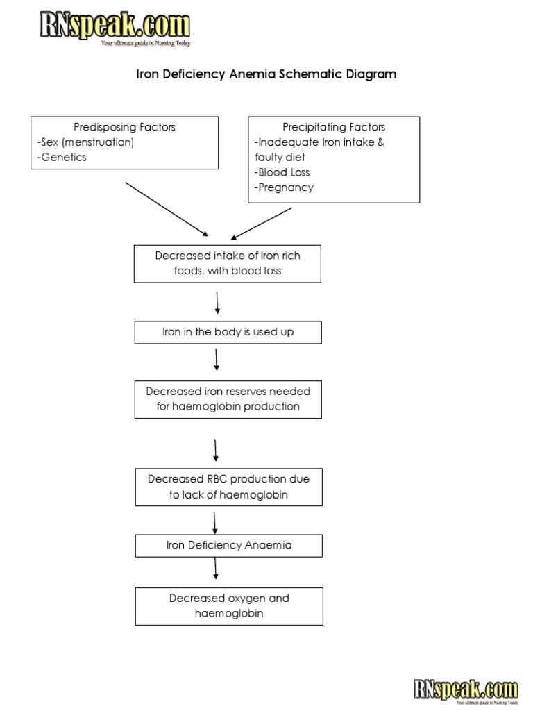 Iron Deficiency Anemia Schematic Diagram