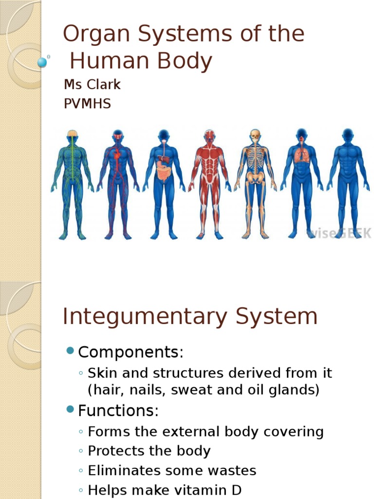 organ systems presentation | Muscle | Anatomy