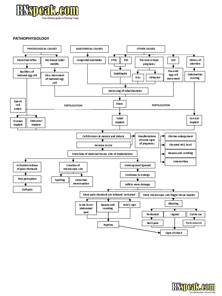 Ectopic Pregnancy Pathophysiology