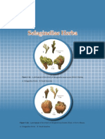 Selaginellae Herba Identification & Microscopy