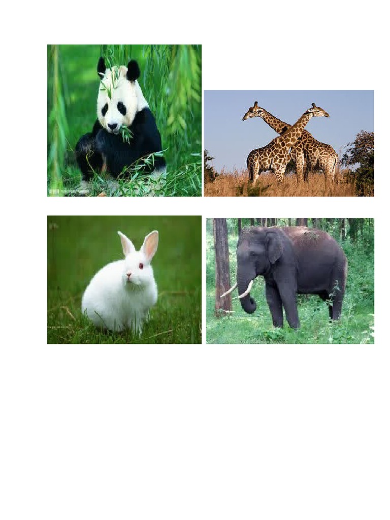 Gambar Haiwan Karnivor Herbivor Omnivor Gambar Haiwan Karnivor Herbivor Omnivor