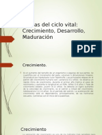 Etapas Del Ciclo Vital