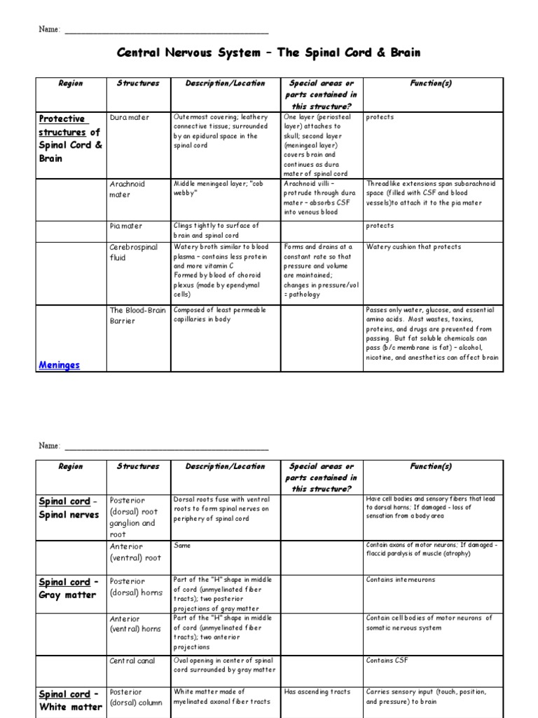 Central Nervous System Overview | PDF | Cerebrum | Cerebrospinal Fluid