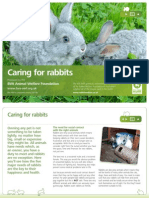 BVA AWF Caring for Rabbits