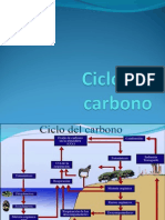 Ciclo Del Carbono1457