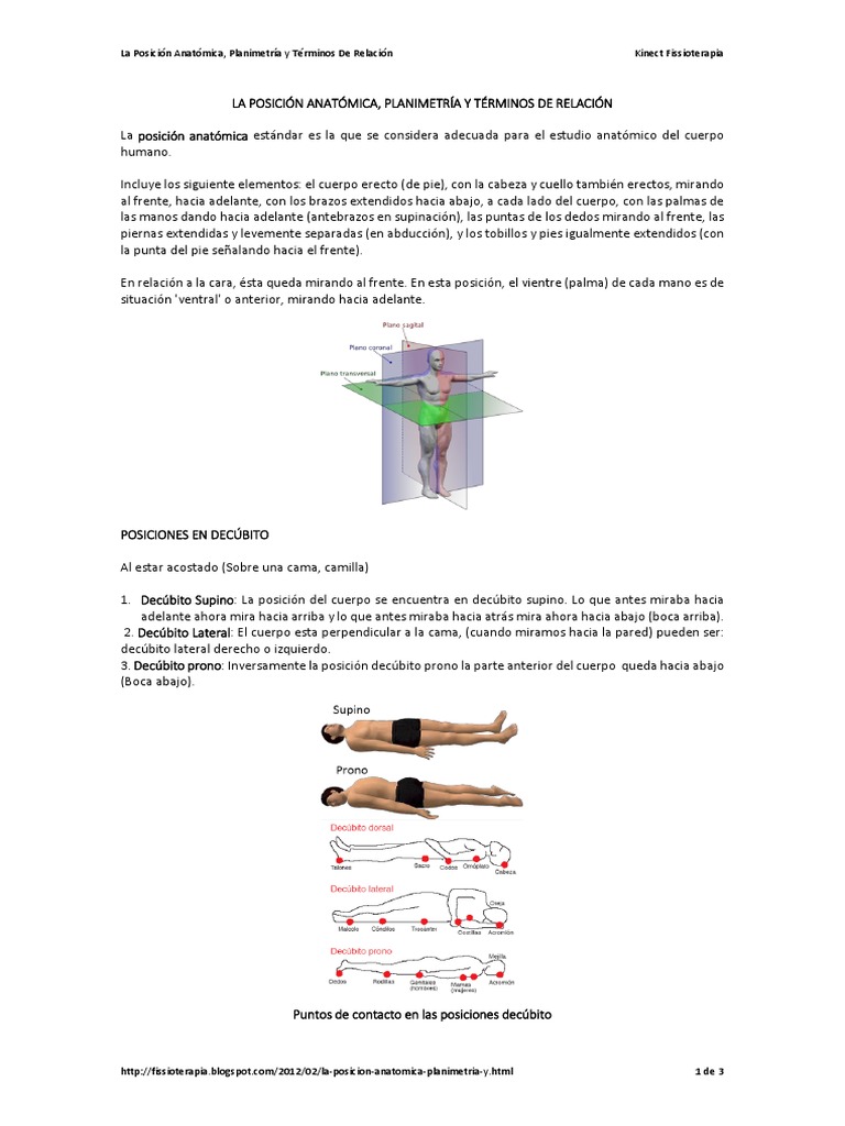 La Posición Anatomica Términos anatómicos de ubicación Anatomía humana