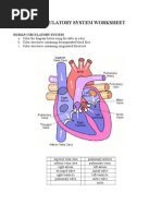 Circulatory System Worksheet