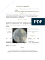 Staphylococcus Aureus Caracterisiticas