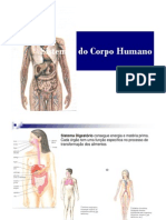 Sistema Digestorio