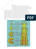 Xylem Phloem: Cambium, Plural