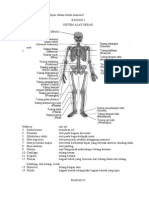 Istilah Terminologi Anatomi Fisiologi Manusia