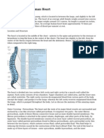 Anatomy of The Human Heart