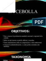 Cebolla