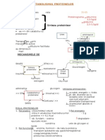 Metabolismul Proteinelor