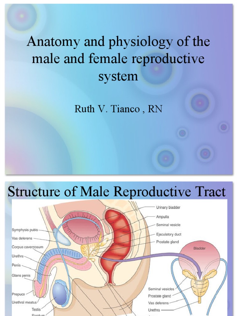 Anatomy and Physiology of the Female Reproductive System | Labios