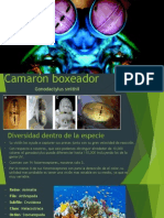 Camarón Boxeador