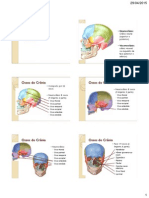 Anatomia CrÃ Nio