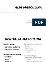 Genitalia Masculina