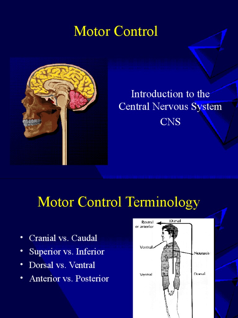 Motor Control: Introduction To The Central Nervous System CNS | PDF ...