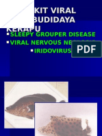 Virus Pada Kerapu