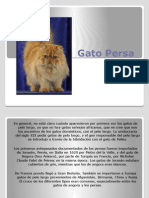 Historia y características del gato persa