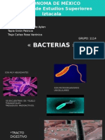 Bacterias (1)
