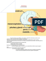 Diencefalul_creierul_intermediar_