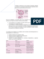 mecanismo de apoptosis 