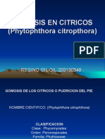 GOMOSIS en CITRICOS (Phytophthora Citropthora)