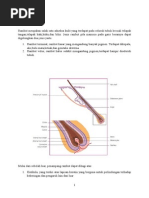 Download Referat Kelainan Pertumbuhan Rambut by mit100792 SN281307024 doc pdf