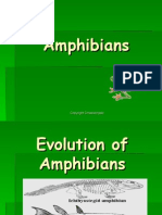 Amphibians