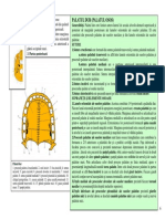 Palatul dur.Topografie