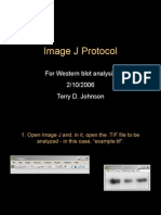 Image J Protocol: For Western Blot Analysis 2/10/2006 Terry D. Johnson