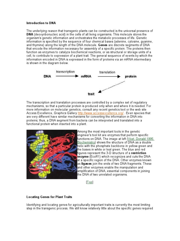 Introduction To DNA | PDF | Dna | Nucleic Acid Sequence